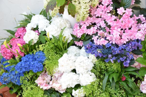 「箱根・翠松園」の近くで見たアジサイ