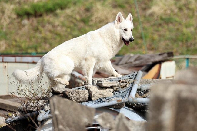 能登半島地震にも出動した「災害救助犬」は、日頃どんな訓練をしているのか？