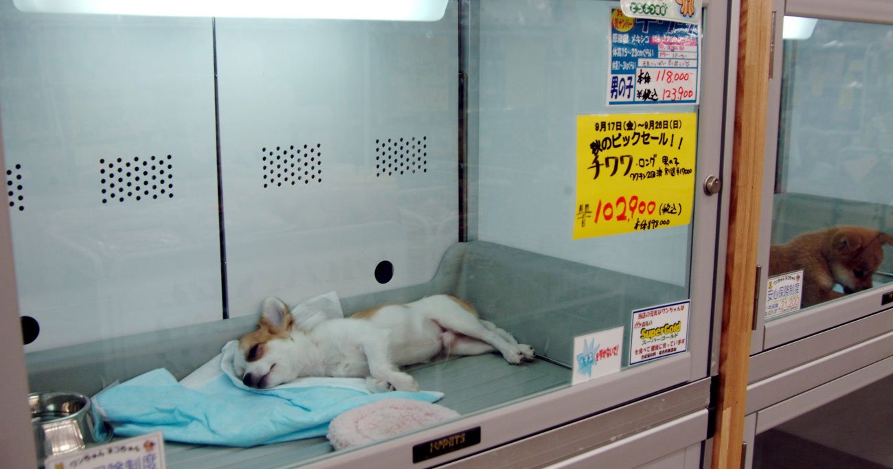 「殺処分ゼロ」はまやかし、日本でペットの「闇処分」が横行する理由