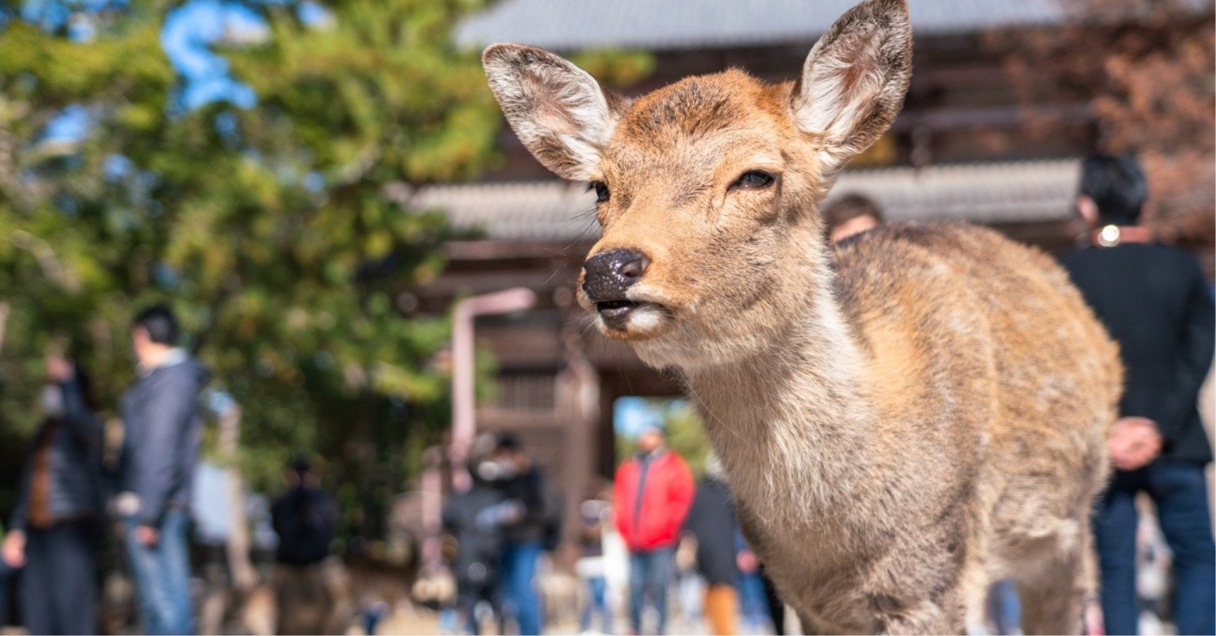 鹿の画像