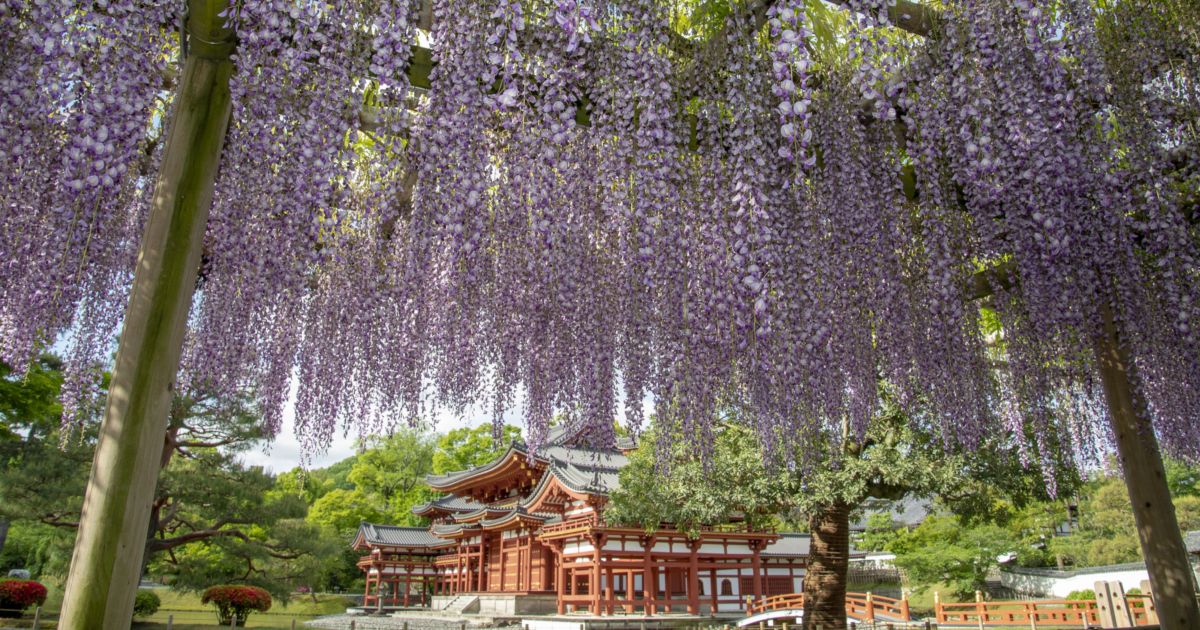 【GWの京都】百花繚乱の“名所”で麗し癒やしの花散歩――藤、つつじ、山吹…