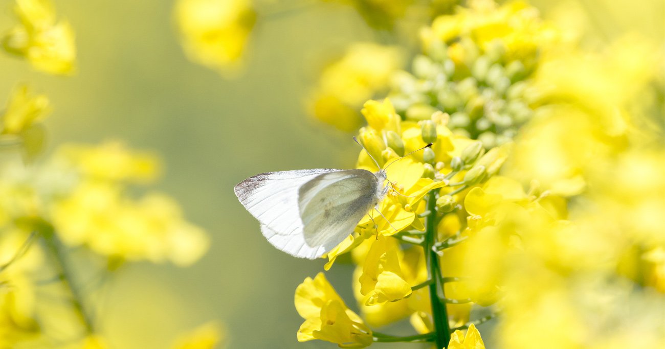 【童謡の謎】「ちょうちょ」には“幻の2～4番”があった！主役が意外な生き物に変身!?