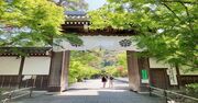 【京都歩きの達人らくたびが指南！】「青もみじ」を堪能できる3つのコース――東山・洛北・嵐山