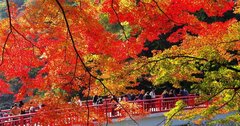 「愛知」絶景の秋！紅葉と四季桜「深紅淡紅」の大供宴！今しか見られない美満載【写真付き】