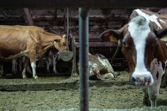 ウクライナ、バイオエネに野心　牛ふんでガス生産