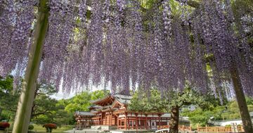 【GWの京都】百花繚乱の“名所”で麗し癒やしの花散歩――藤、つつじ、山吹…