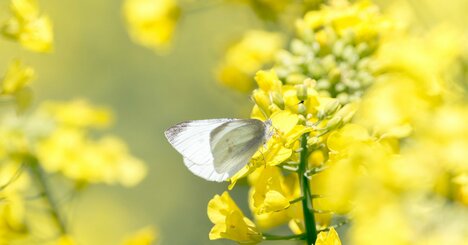 【童謡の謎】「ちょうちょ」には“幻の2～4番”があった！主役が意外な生き物に変身!?