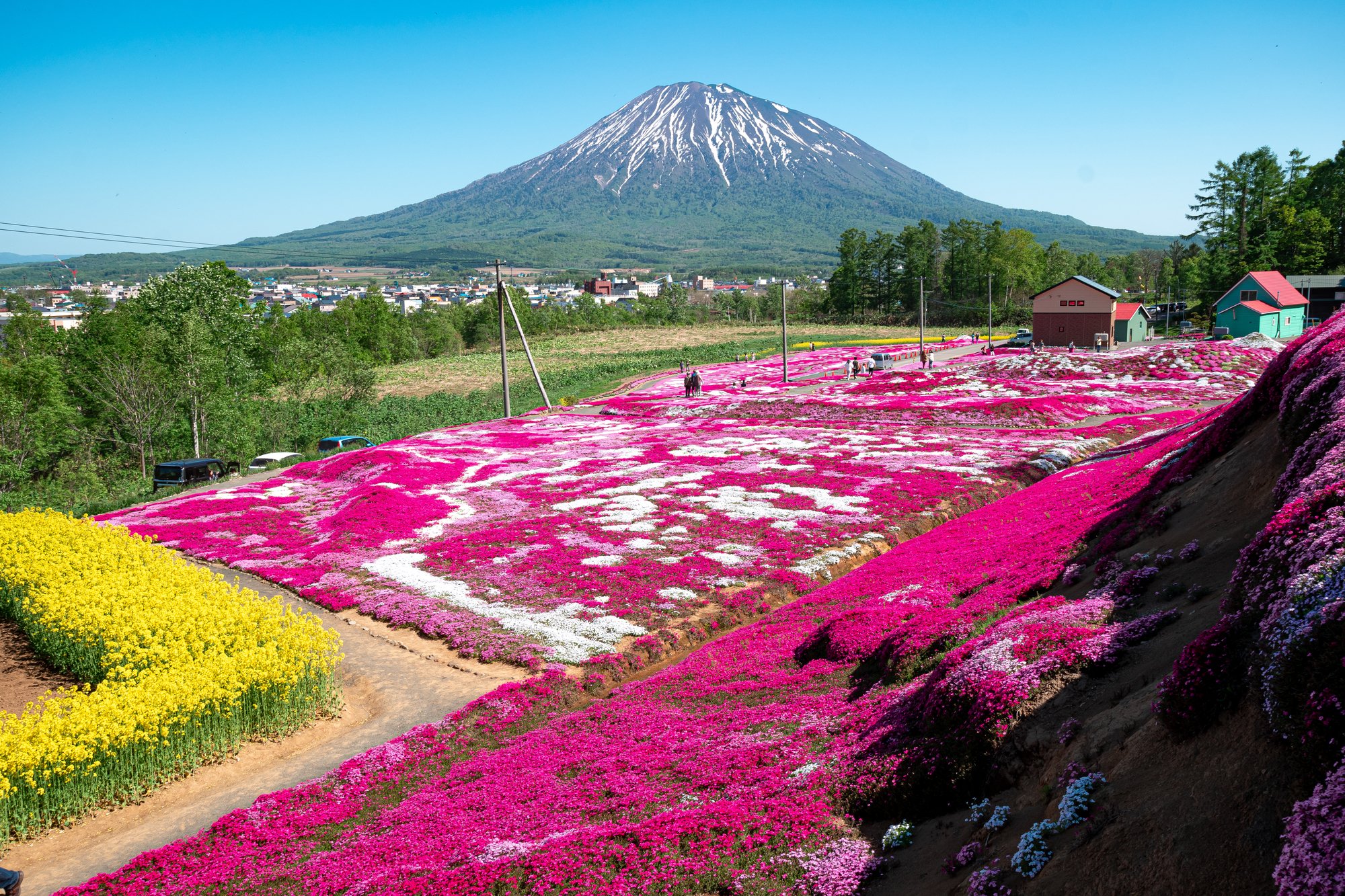 北海道倶知安町、羊蹄山と一面に広がる芝桜