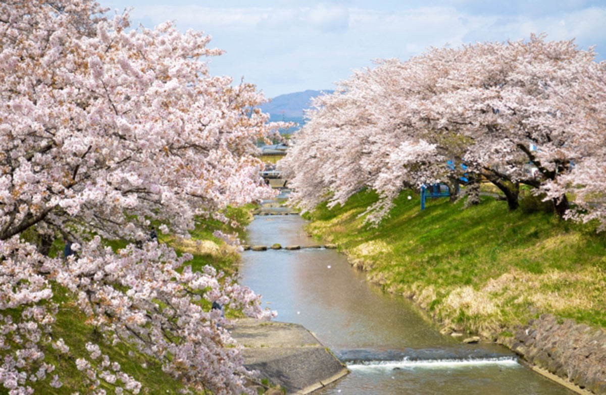 郡山市の藤田川ふれあい桜