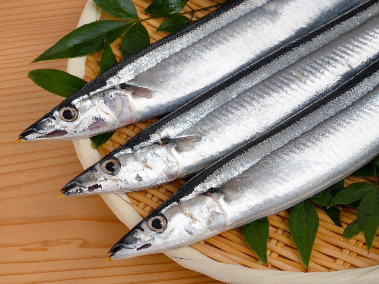 青魚
