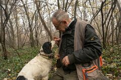 イタリアのトリュフ戦争、命を落とす犬
