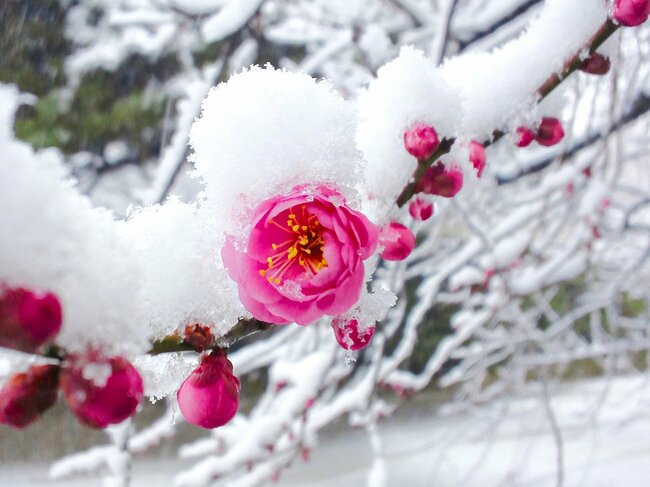 2月の京都は降雪で「雪見梅」も。寒波が訪れれば、梅と雪の共演が再び見られるかも