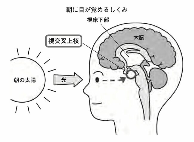 図表2：朝に目が覚めるしくみ