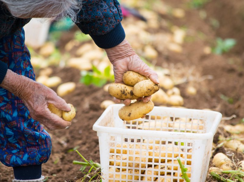 日本の農業は「65歳以上が7割」、労働者不足を救うたった1つの方法とは?