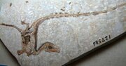 「恐竜に羽毛が生えていた」世紀の発見をもたらした中国の「欲深い化石ハンター」の正体