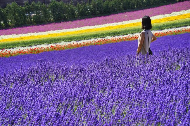  花や麦が帯状に植えられた「彩りの畑」