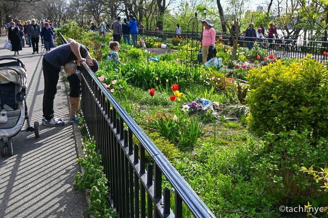 ボランティアが手入れを行う庭園。通りがかりの皆が覗き込む