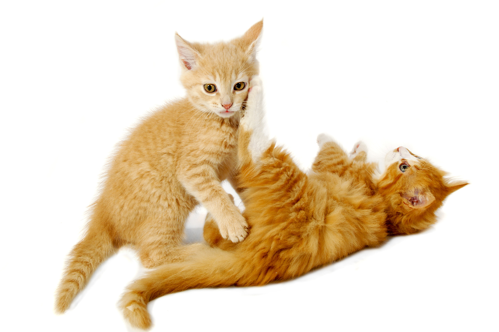 猫はケンカが好きじゃない?全仏ベストセラーの猫本が教える、幸せに生きるヒント