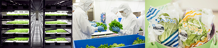 世界のフードインフラへ。植物工場で農業の未来を拓く