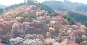 日本の絶景、吉野の山の雄大な桜景色