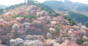 ドローンで見る日本の絶景、吉野の山の雄大な桜景色