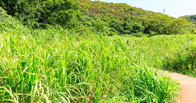 雑草 の生き方にみる ビジネスで弱者がしたたかに生き残る戦略 イノベーション的発想を磨く ダイヤモンド オンライン