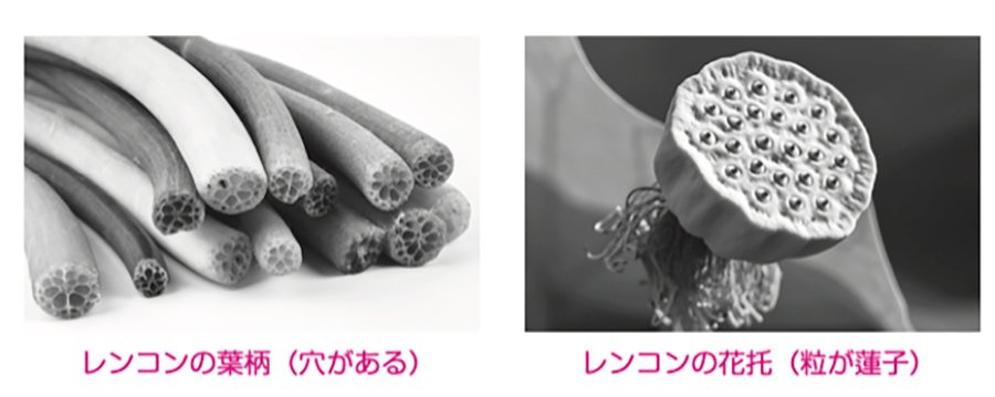 画像:レンコン