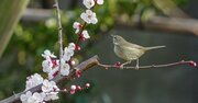 【一年の計は「立春」にあり】旧暦の新年を心豊かで健康に過ごすための養生法