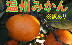 「今村(温州みかん)」がもらえる「高知県室戸市」