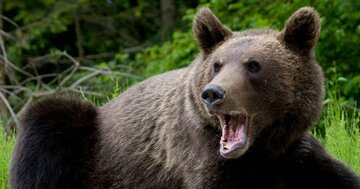 「クマとの遭遇」は東京や大阪でも！命を守る“クマよけ”無料スマホアプリと最新AI＆ドローン対策