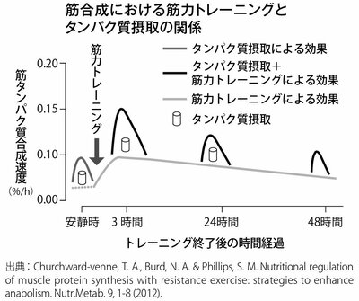 図表：筋合成における筋力トレーニングとタンパク質摂取の関係