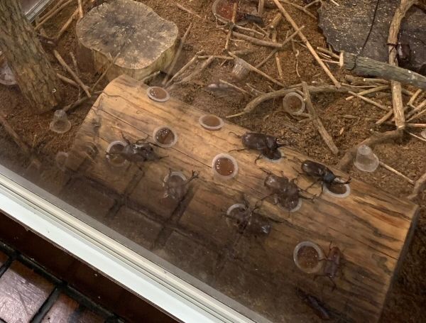 「森のふれあい館」の「生きた昆虫展」