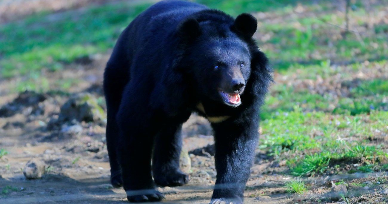 クマ出没で地方経済が深刻ダメージ…農作物被害1.8倍増!登山や温泉、紅葉キャンプに足かせの波紋