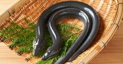 そりゃウマいに決まってる…鰻の成瀬、宇奈とと、吉野家の「うなぎの品種」を大公開!最もコスパがいい店は?【7月31日は土用丑の日】〈再配信〉