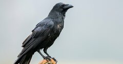 雲研究者、 凶暴なカラスと全力で格闘する。【研究者の泥臭い日常】