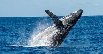 未成熟の小さなクジラまで…「捕鯨一筋」の男が明かした調査捕鯨の「虚しさ」とは?