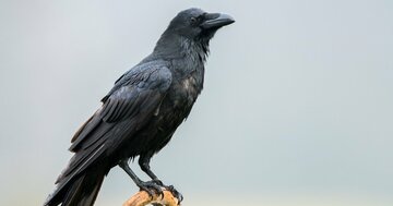 雲研究者、 凶暴なカラスと全力で格闘する。【研究者の泥臭い日常】
