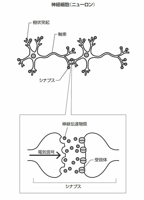 神経細胞（ニューロン）