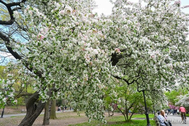 満開の時期は4月中旬頃。リバーサイド・パークの91〜96丁目あたり。写真は2024年4月20日に撮影したもの