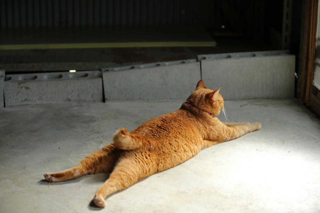 フランスでベストセラー!世界22ヵ国で翻訳!<br />猫は「○○したいなら、犬を飼えばいい」と思っている<br />
