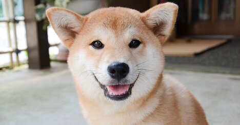 【精神科医が教える】なぜか物事がうまくいかない…愛犬の“気まぐれ”が教えてくれたマンネリ打破法