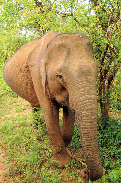 【スリランカ】ヤーラ国立公園<br />ゾウやレパードがすぐそこに！<br />アジアでサファリができちゃうんです