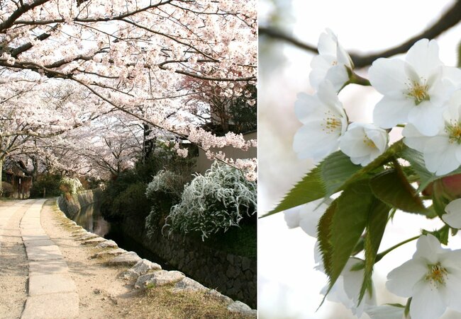 400本もの桜が並ぶ哲学の道には、その葉が桜餅に使われることでも知られるオオシマザクラも咲いている