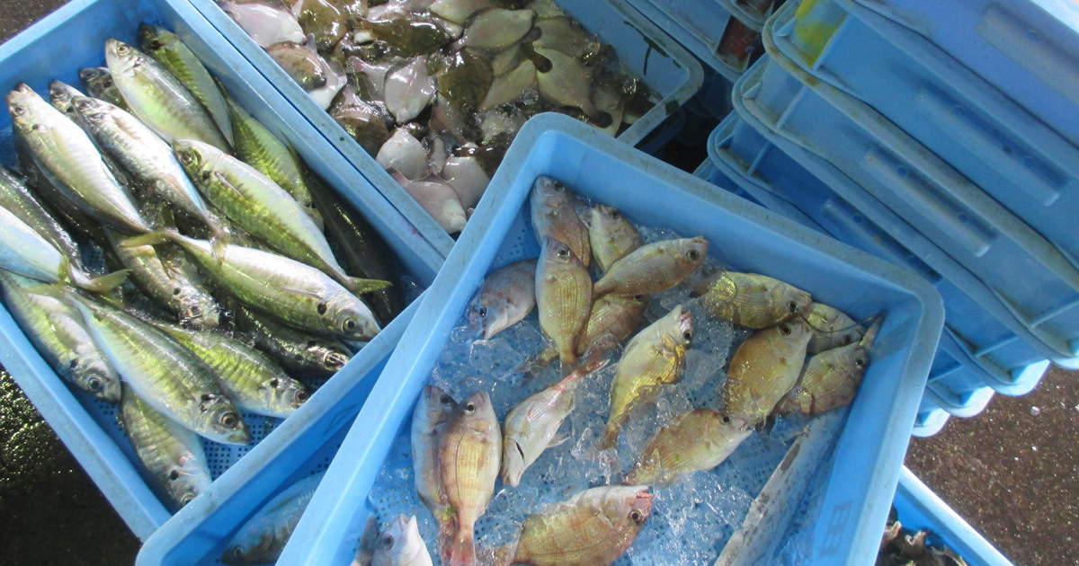 実は今も魚の宝庫！大阪は漁業が盛んな街だった