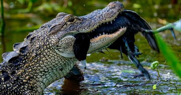 アリゲーターもサケも激しく闘い、クワガタムシは他のオスの巨大な大顎で傷を負わされる…メスをめぐるオスの闘争「性淘汰」とは？ 知の巨人・ダーウィンが教える