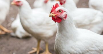 「優秀なニワトリ」だけを集めたら、なぜかお互いを攻撃し合い群れが崩壊した…人類にも共通する「不思議な生存戦略」