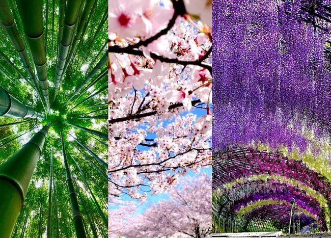 桜も藤も”たけのこ”も！「北九州」で訪れたい春の恵みてんこ盛りのスポットはここ！