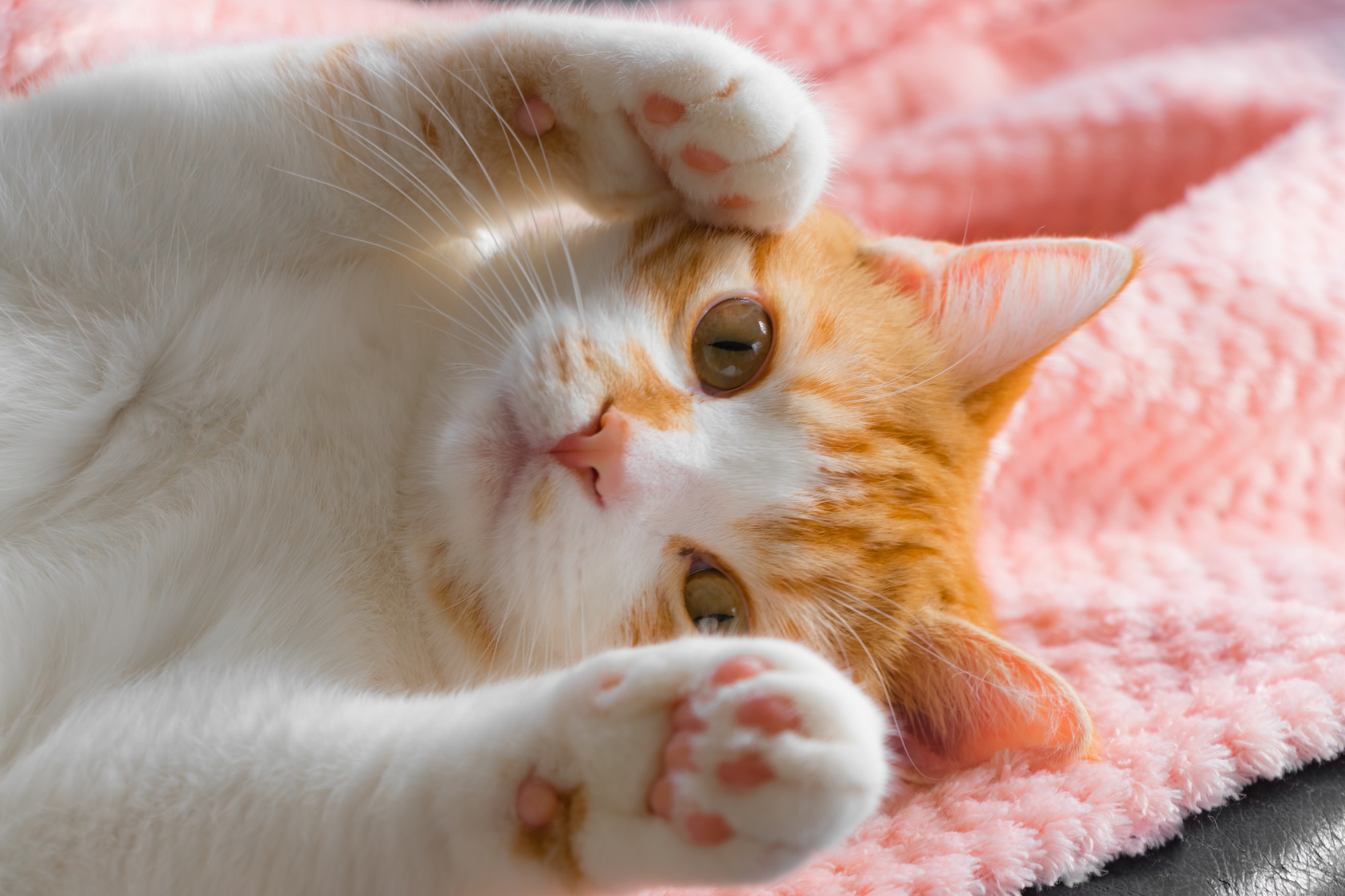 猫の食事は規則正しい。そして猫は、人間を確実に服従させる術を知っている