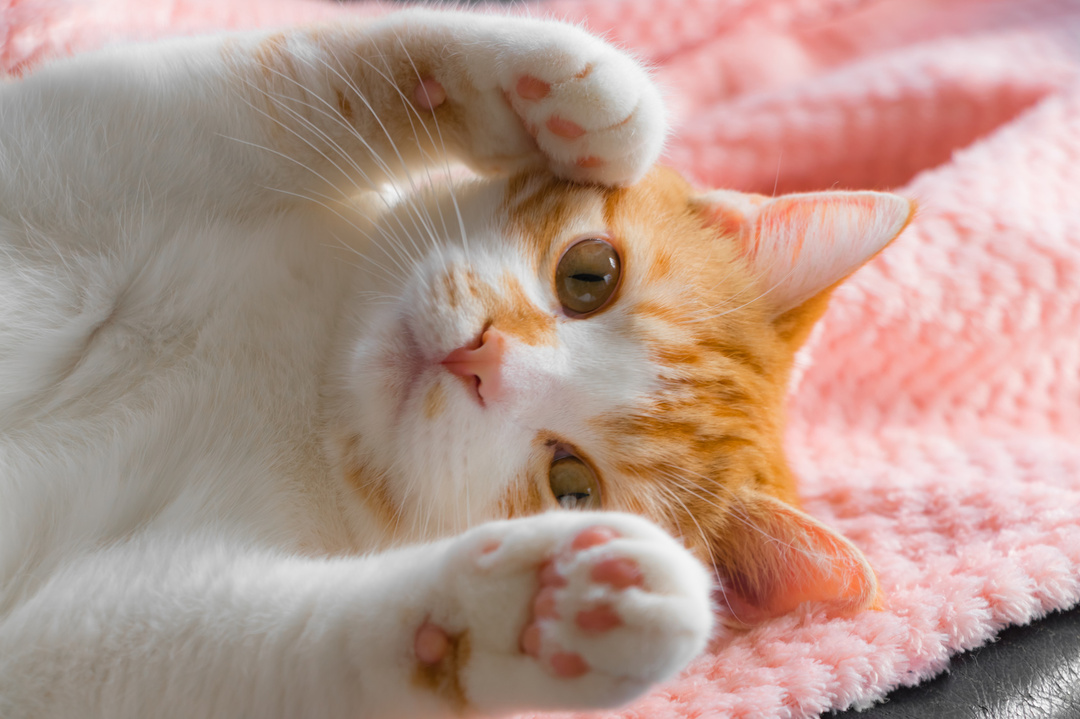 猫の食事は規則正しい。<br />そして猫は、人間を確実に服従させる術を知っている