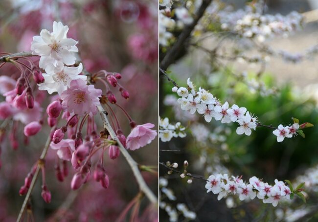 平野神社（上京区）の境内にある桜